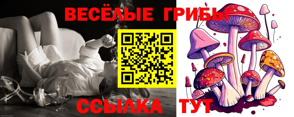 Дедовск  Псилоцибиновые грибы мицелий  Вход с VPN  Галлюциногенные грибы Psilocybe 